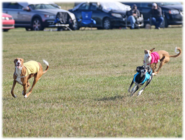 A group of dogs running in a field

Description automatically generated