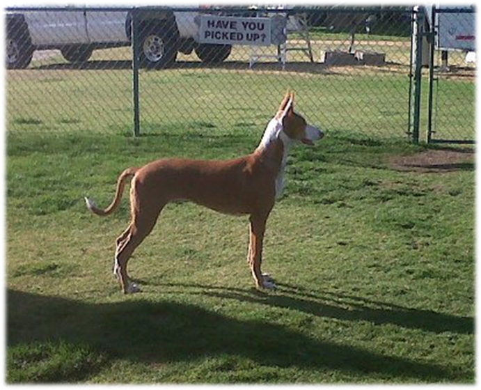 A dog standing in a grassy area

Description automatically generated