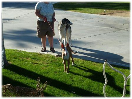 A person and dogs on a leash

Description automatically generated