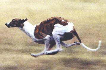 Greyhound