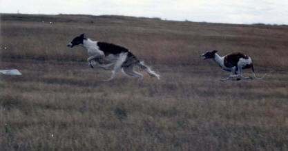 Borzoi & Greyhound Lure Coursing