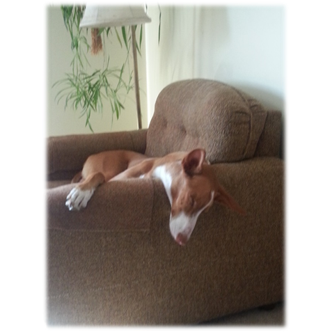 A dog lying on a couch

Description automatically generated